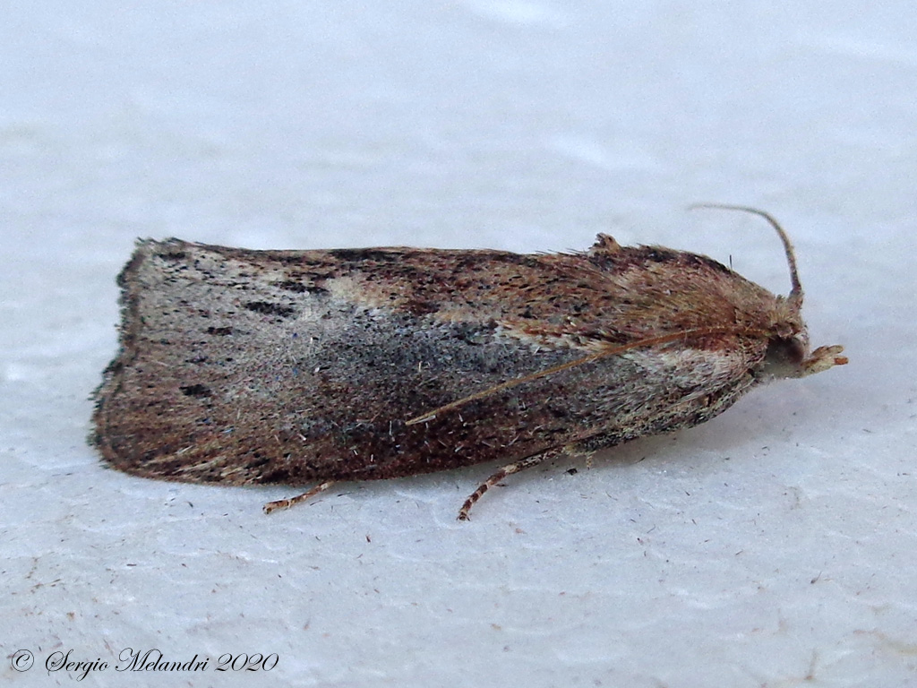 Galleria mellonella - Pyralidae Galleriinae